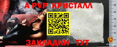 стафф Кингисепп